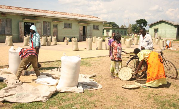 Uganda: Farmers Hire Gunmen to Guard Cocoa Farms in Uganda As Prices Soar - allAfrica.com